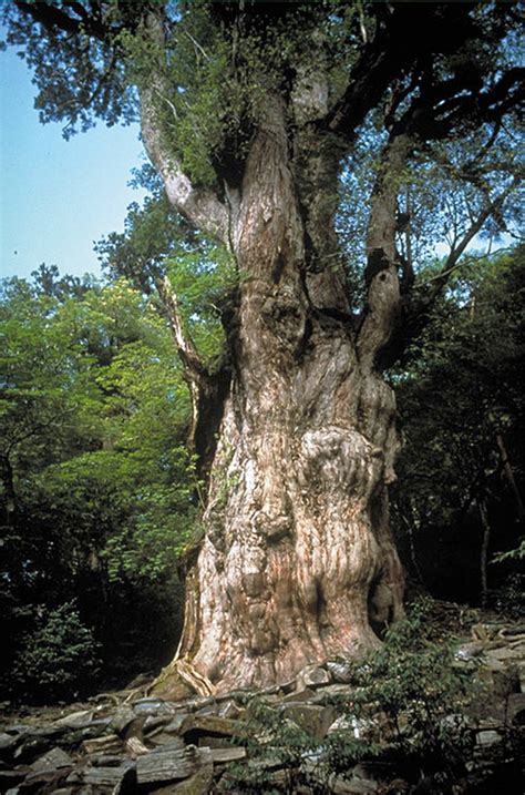 樹木|樹木について調べてみよう 